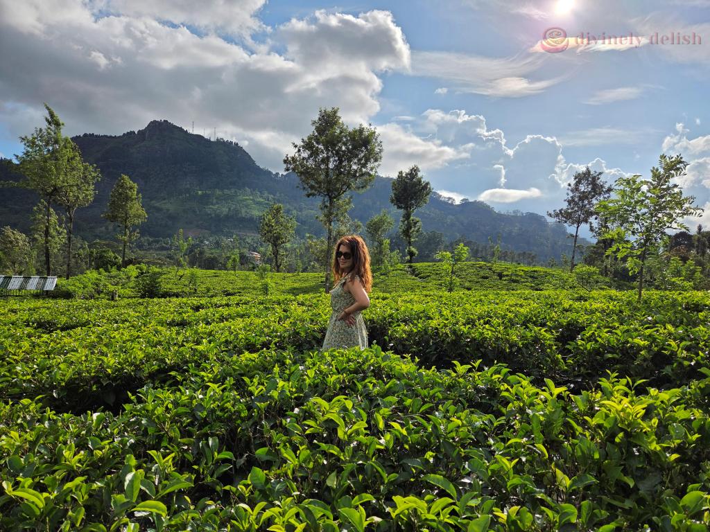 Rothschild Tea Estate, Sri Lanka